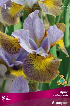 Ирис Анкоркт (Сибирский) 1шт (Поиск)