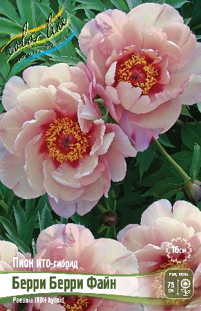 Пион Берри Берри Файн (ИТО) 2/3 1шт (Колорлайн)