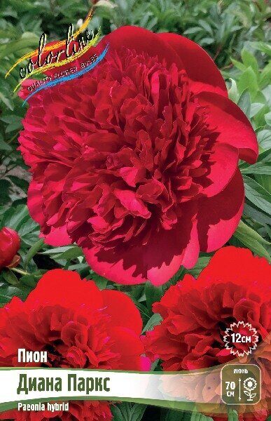 Пион Диана Паркс 2/3 1шт (Колорлайн)