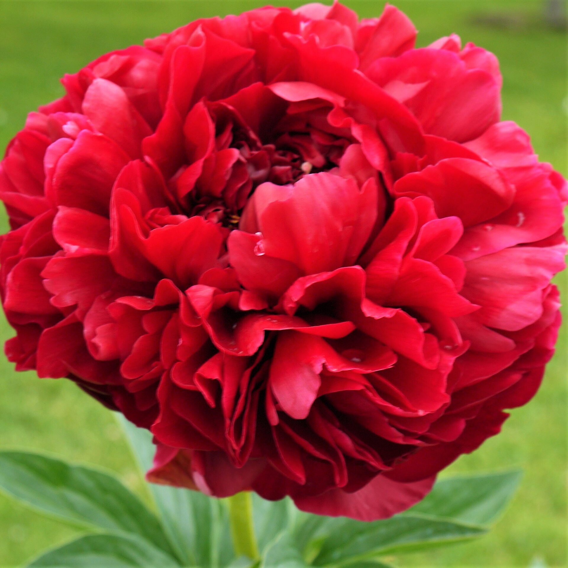 Пион Генри Бокстос 2/3 1шт (Поиск)