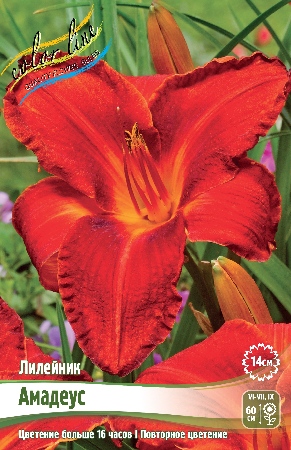 Лилейник Амадеус 1шт (Колорлайн)