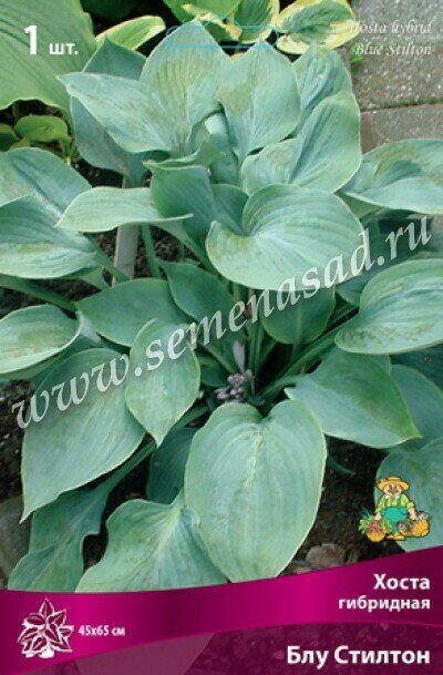 Хоста Блу Стилтон 1шт (Поиск)
