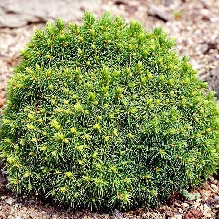 Ель Альберта Глоуб (контейнер P9) 1шт (Колорлайн)