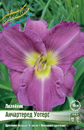 Лилейник Анчартеред Уотерс 1шт (Колорлайн)
