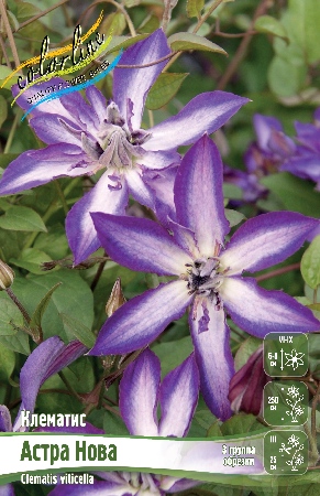 Клематис Астра Нова 1шт (Колорлайн)