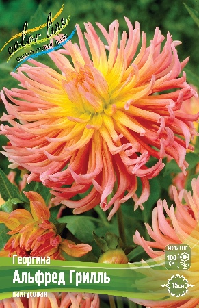 Георгина Альфред Грилль 1шт (Колорлайн)