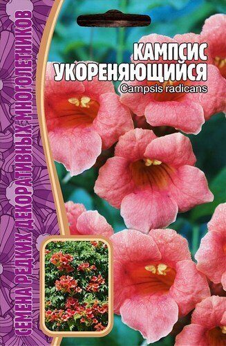 Кампсис укореняющийся многолетник 6шт (Ред.сем)
