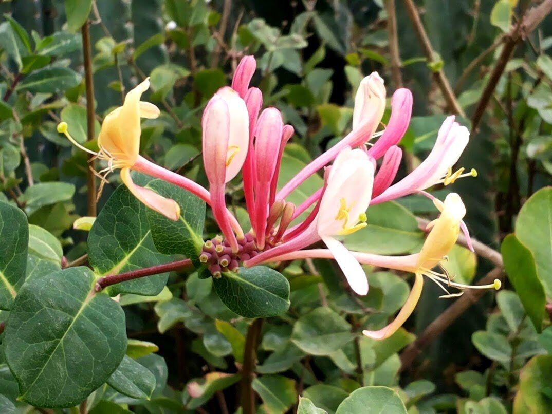 Жимолость Каприфоль 1шт (Поиск)