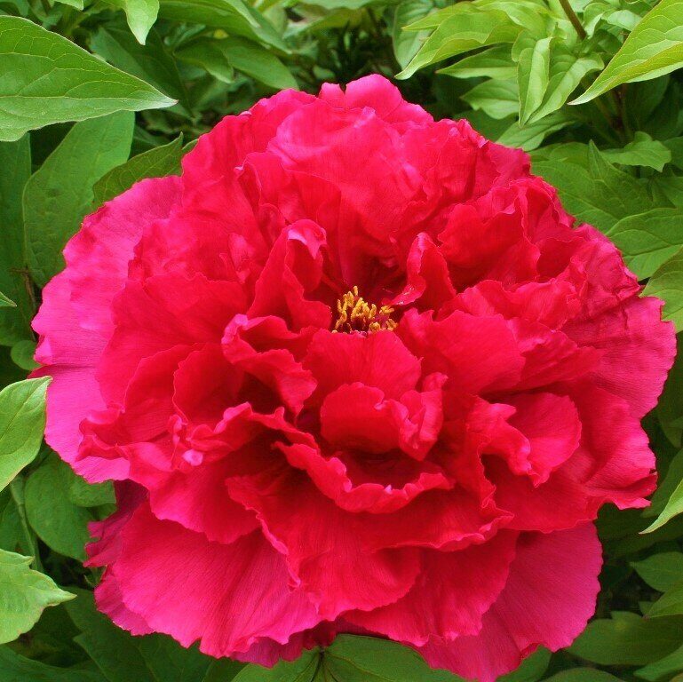 Пион Алые паруса ДР/привитый (коробка) 1шт (Поиск)