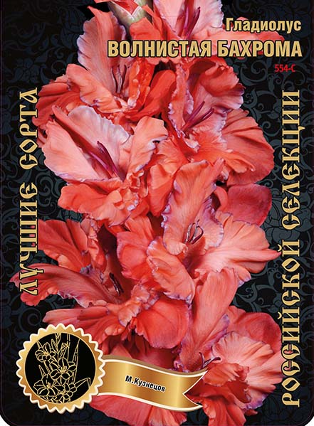 Гладиолус Волнистая Бахрома 554,Кузнецов 2 р-р 1шт (Ф)