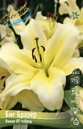 Лилия Биг Бразер (OT гибрид) 12/14 1шт (Колорлайн)