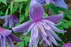 Клематис Блю Сюрпрайз (коробка) 1шт (Поиск)