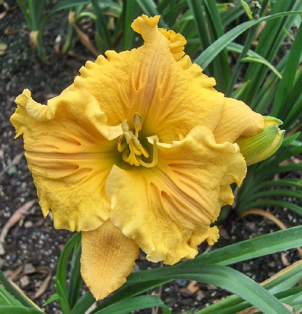 Лилейник Бас Релиф 1шт  (Колорлайн)