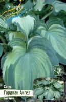 Хоста Гардиан Ангел 1шт (Колорлайн)