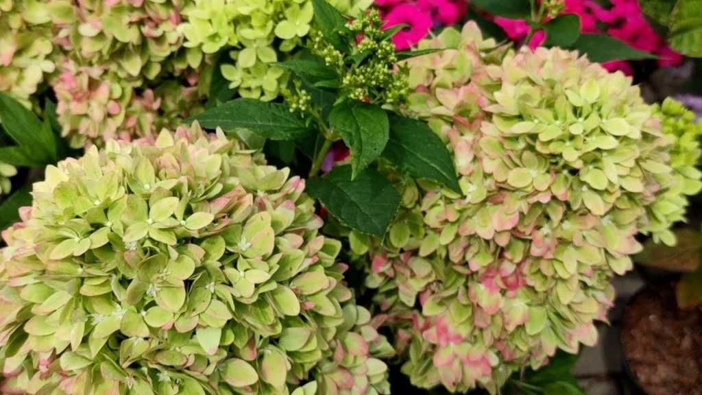 Гортензия Бии Грин (Метельчатая) (туба Р9) 1шт (Колорлайн)