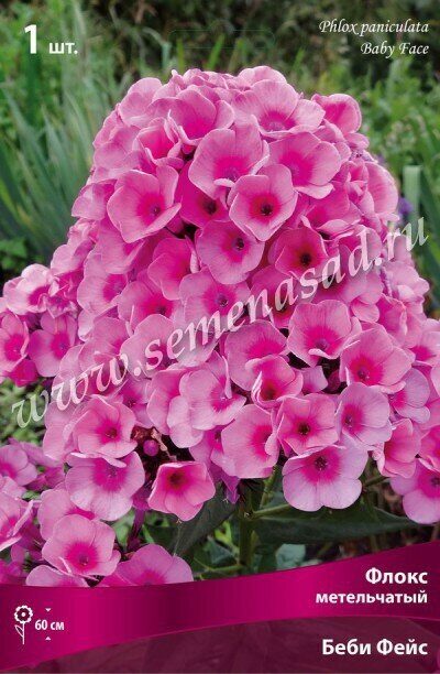 Флокс Беби Фейс 1шт (Поиск)