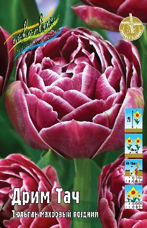 Тюльпан Дрим Тач 11/12 2шт (Колорлайн)