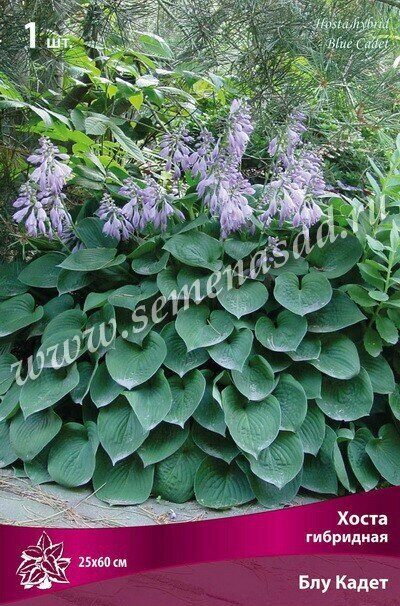 Хоста Блу Кадет 1шт (Поиск)