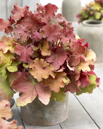 Гейхера Биг Топ Голд 1шт (Колорлайн)