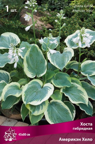 Хоста Америкэн Хело 1шт (Поиск)