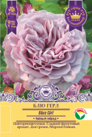 Роза Блю Герл (Чайно-гибридная) 1шт (Сиб сад)