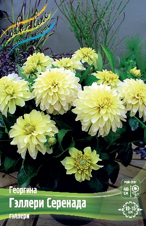 Георгина Гэллери Серенада 1шт (Колорлайн)
