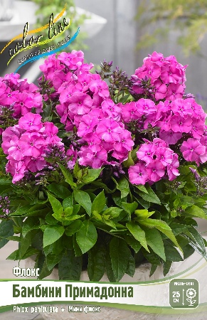 Флокс Бамбини Примадонна 1шт (Колорлайн)