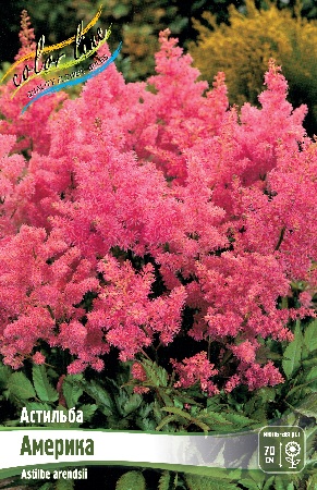 Астильба Америка 2/3 1шт (Колорлайн)