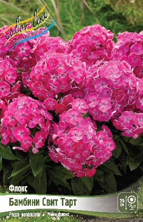 Флокс Бамбини Свит Тарт 1шт (Колорлайн)