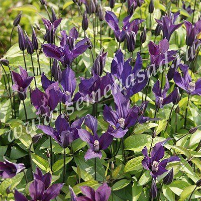 Клематис Блю Оушн (коробка) 1шт (Поиск)