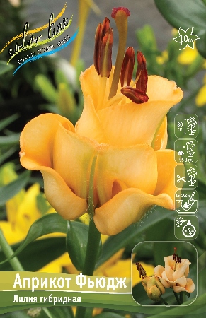Лилия Априкот Фьюдж (ОТ гибрид) 12/14 1шт (Колорлайн)