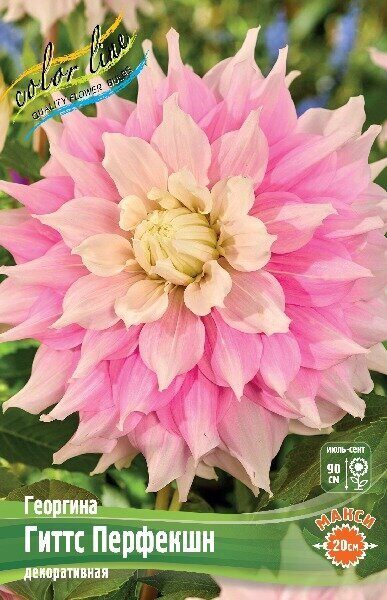 Георгина Гиттс Перфекшн 1шт (Колорлайн)