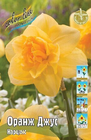 Нарцисс Оранж Джус 12/14 2шт (Колорлайн)
