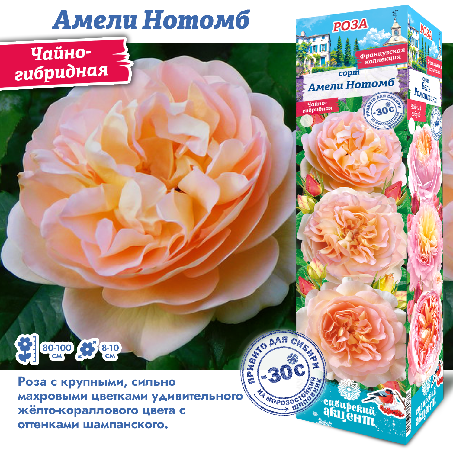 Роза Амели Нотомб (Чайно-гибридная) 1шт (Сиб сад)