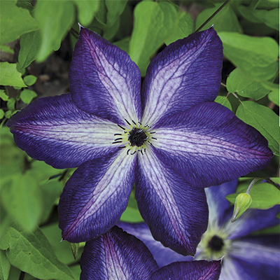 Клематис Веноза Виолацеа (капер) 1шт (Поиск)