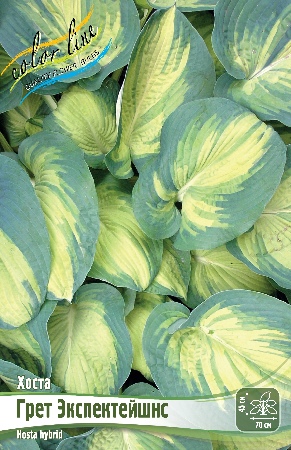 Хоста Грет Экспектейшнс 1шт (Колорлайн)