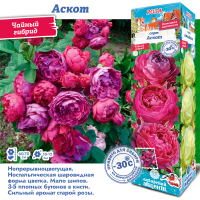 Роза Аскот (Чайно-гибридная) 1шт (Сиб сад)