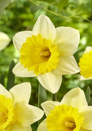 Нарцисс Гоблет 12/14 2шт (Колорлайн)