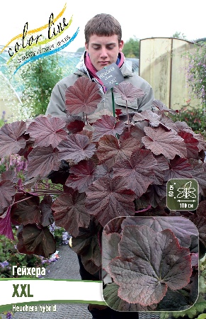 Гейхера XXL 1шт (Колорлайн)