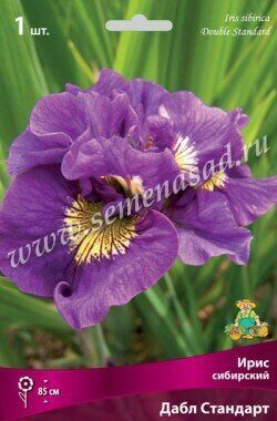 Ирис Дабл Стандарт (Сибирский) 1шт (Поиск)