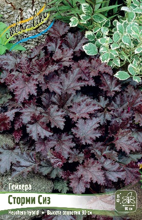 Гейхера Сторми Сиз 1шт (Колорлайн)