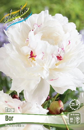 Пион Вог 2/3 1шт (Колорлайн)