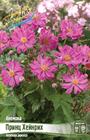 Анемона Принц Хейнрих 1шт (Колорлайн)