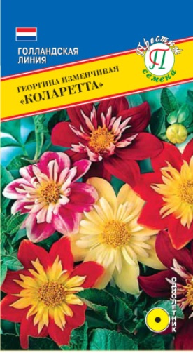 Георгина Коларетта однолетник 12шт (Престиж)