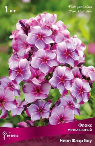 Флокс Неон Флэр Блу 1шт (Поиск)
