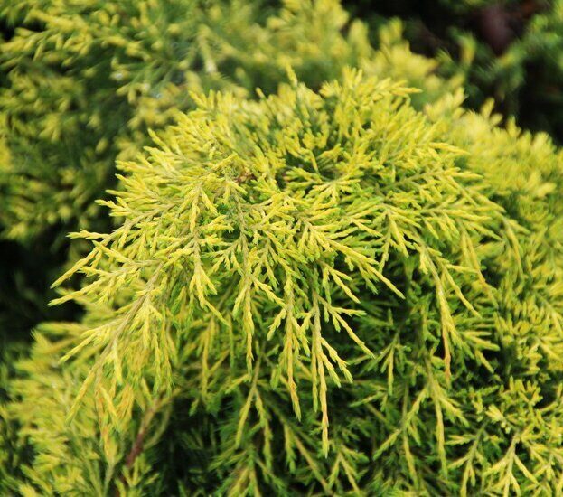 Можжевельник Голд Стар (контейнер P9) 1шт (Колорлайн)