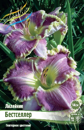 Лилейник Бестселлер 1шт (Колорлайн)