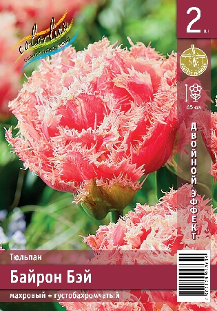 Тюльпан Байрон Бэй 11/12 2шт (Колорлайн)