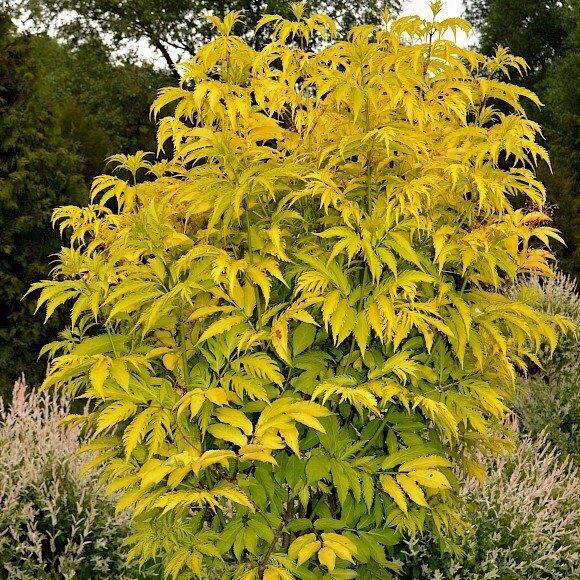 Бузина Ауреа 1шт (Поиск)