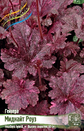Гейхера Миднайт Роуз 1шт (Колорлайн)